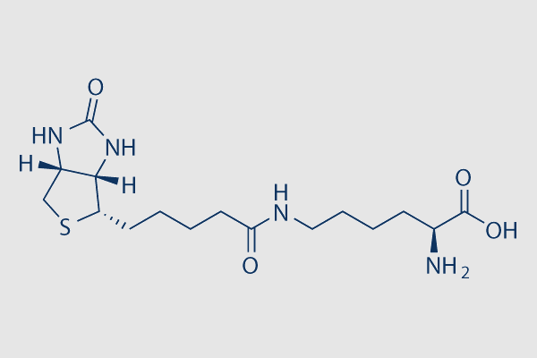 Biocytin