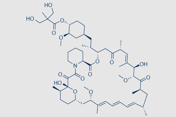 Temsirolimus (CCI-779)