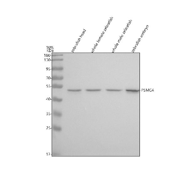 Anti-Zebrafish PSMC4 Antibody Picoband®