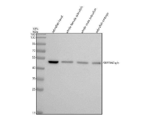 Anti-Zebrafish SEPTIN7A/B Antibody Picoband®