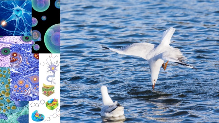ChemoGenomic Annotated Library for Phenotypic Screening