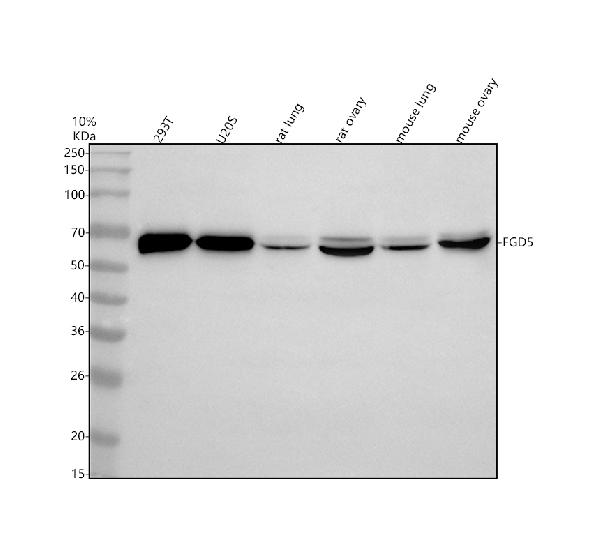 Anti-FGD5 Antibody Picoband®