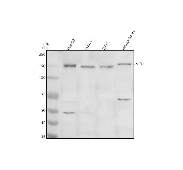 Anti-Entactin/NID1 Antibody Picoband®