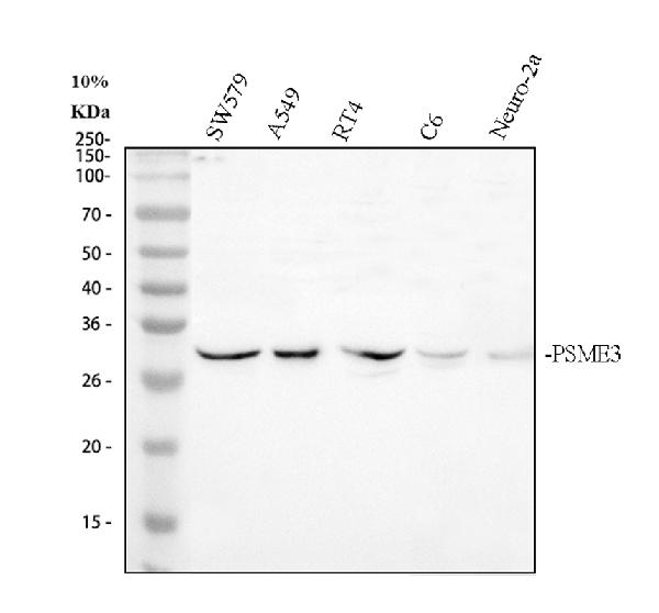Anti-PSME3 Antibody Picoband®