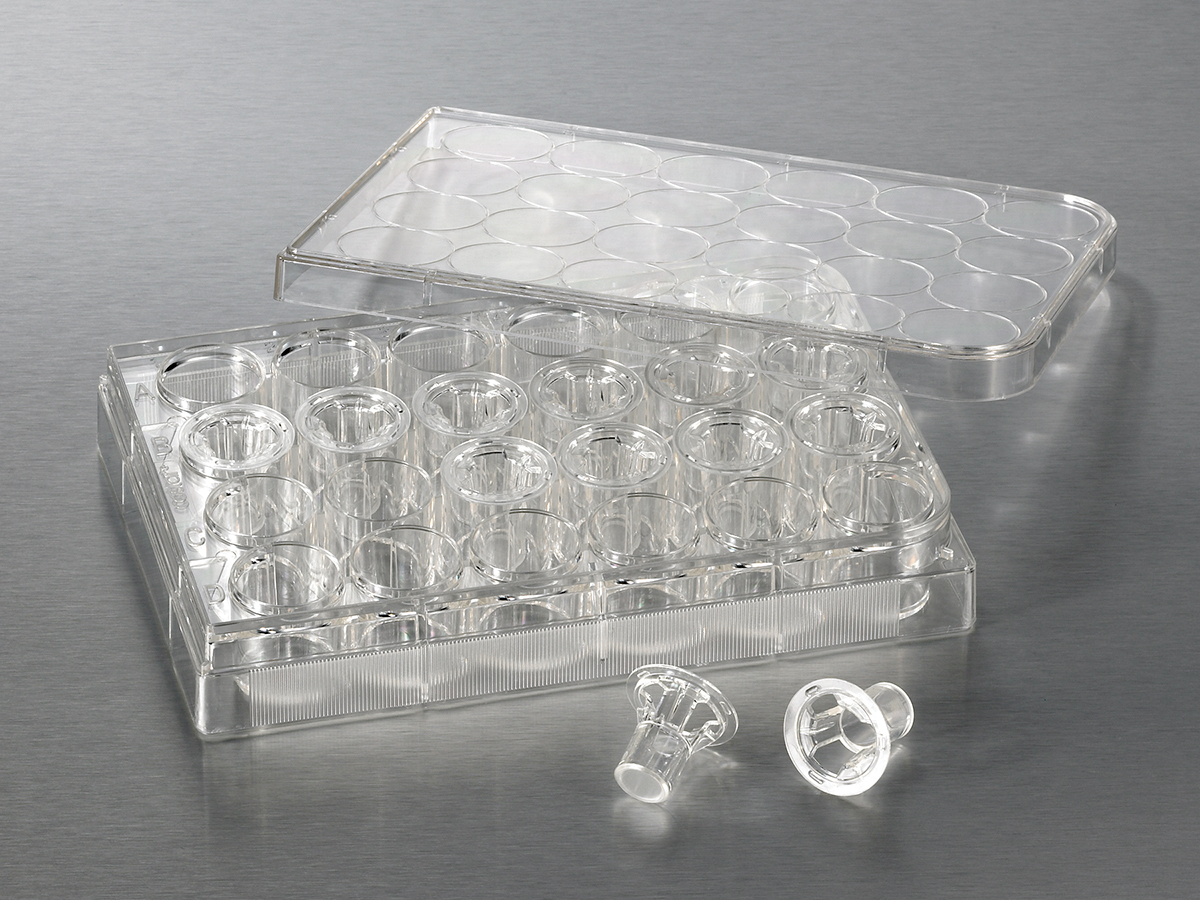 Corning® 6.5 mm Transwell® with 8.0 µm Pore Polycarbonate Membrane Insert, Sterile
