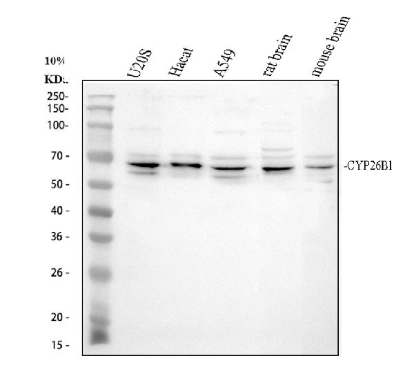Anti-CYP26B1 Antibody Picoband®