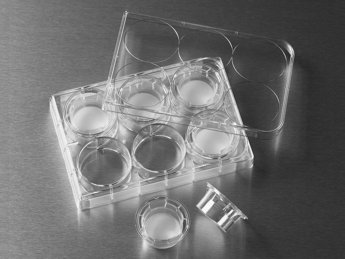 Corning® 24 mm Transwell® with 3.0 µm Pore Polycarbonate Membrane Insert, Sterile