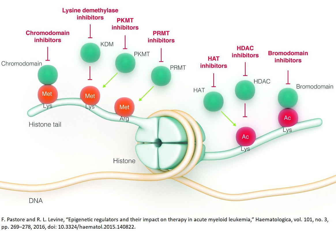 Epigenetics Focused Set